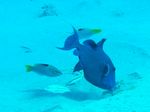 Blauer Drückerfisch - Blue Lined Trigger