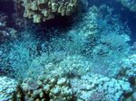 Sardinen
