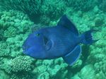 Blauer Drückerfisch - Blue Lined Trigger