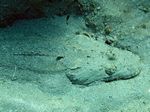 Teppich Krokodilfisch - Crocodile flathead