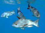 Schwarzer Schnapper - Black and white snapper