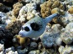 Masken-Kugelfisch - Masked Puffer
