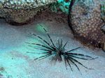 Strahlen Feuerfisch - Radial Firefish