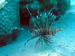 Strahlen Feuerfisch - Radial Firefish