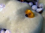 Weihnachtswurmer - Feathered Christmas tree Worm