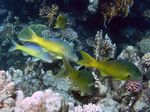 Gelbsattelbarbe / Goldsaddle goatfish