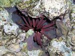 Lanzenseeigel - Lancee Urchin