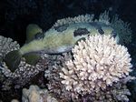 Masken Igelfisch - Black-blotched porcupinefish