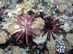 Variabler Griffelseeigel / Lanzenseeigel - Variable Pencil Urchin / Phyllacanthus imperialis
