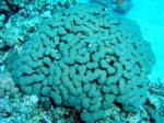 Blasenkoralle - Bubble Coral