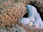 Anemone Koralle - Anemone coral