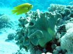 Gestielte Lederkoralle - Leather Coral