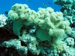 Pfifferling/Pilz Lederkoralle - Velvet Leather Coral