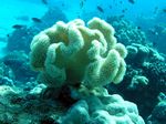 Pfifferling/Pilz Lederkoralle - Velvet Leather Coral