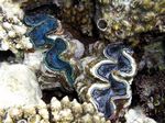 Schuppige riesenmuschel - Scaly Giant Clam