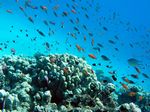 Juwelen Fahnenbarsche/ Ternate-Chromis - Sea goldie / Cromis