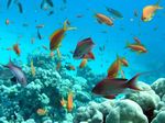 Juwelen Fahnenbarsche/ Ternate-Chromis - Sea goldie / Cromis