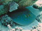 Blaupunktrochen - Bluespottet Stingray