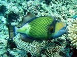 Riesendr&uuml;cker / Titan triggerfish