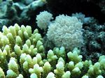 Hischhornkoralle / - Staghorn Coral