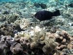Schwarzer Papageinfisch - Swarthy Parrotfish