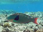 Masken Papageifisch - Bicolour parrotfish