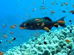 Rotmeer Leopard Zackenbarsch - Red Sea coral grouper