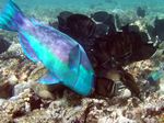 Rostpapageifisch / Brauner Segelflossen Doktorfisch - Rusty parrotfish / Red Sea Sailfin Tang