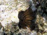Riffdach Seeigel - Reef Crest Urchin