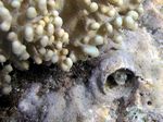Hechtschleimfisch- Spinyhead blenny