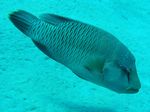 Napoleon Lippfisch - Humphead wrasse