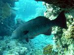 Zackenbarschart n.n. - Squaretail coralgrouper