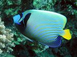 Imperatorkaiserfisch - Emperor angelfish