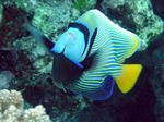 Imperatorkaiserfisch - Emperor angelfish