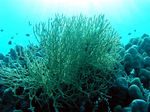 Buschgorgonie -Reefcorals