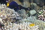 <i> Zebrasoma xanthurum</i>