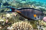<i>Acanthurus Sohal</i>