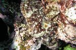 <i> Scorpaenopsis diabolus</i>