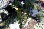 <i>Tubastrea micrantha</i>