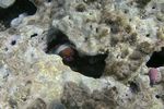 <i>Octopus cyaneus</i>