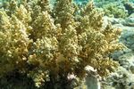 <i>Litophythum arboreum</i>