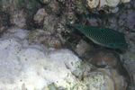 <i>Canthigaster margaritata</i>