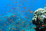  <i>Pseudanthias squamipinnis</i>