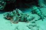 <i>Scorpaenopsis barbatus</i>