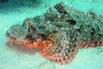 <i>Scorpaenopsis barbatus</i>