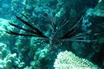 <i>Pterois radiata</i>