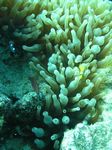 <i>Amphiprion bicinctus</i> + <i>Gyrostoma quadricolor</i>
