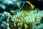 <i>Amphiprion bicinctus</i> + <i>Gyrostoma quadricolor</i>