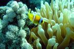 <i>Amphiprion bicinctus</i> + <i>Gyrostoma quadricolor</i>