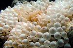 <i>Gyrostoma quadricolor</i>